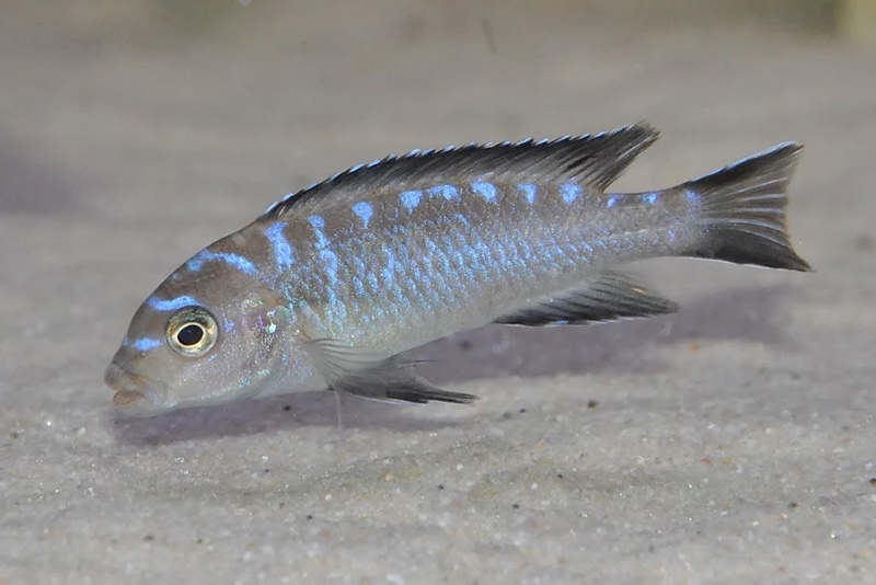 Chindongo sp. 'elongatus spot' Hai Reef